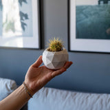 Gloria Home White Concrete Diagonal Pot