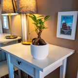 Gloria Home Concrete Big Dolphin Plant Pot