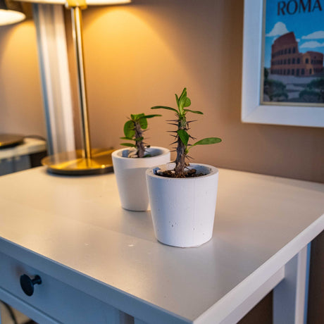 Gloria Home White Concrete Blossom Plant Pot