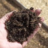 Dandy’s WinterMix Compost Garden Mulch