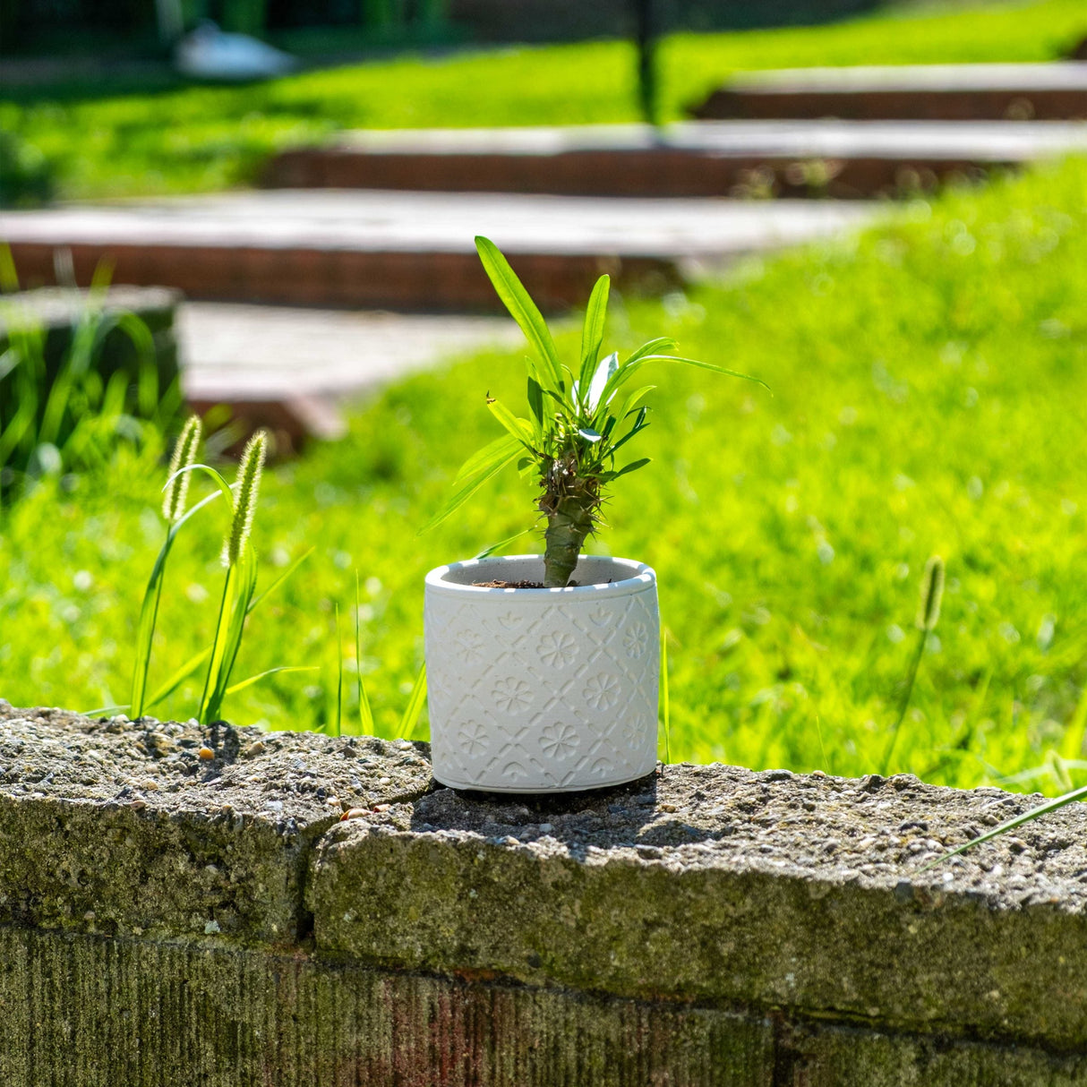 Gloria Home White Concrete Radius Plant Pot