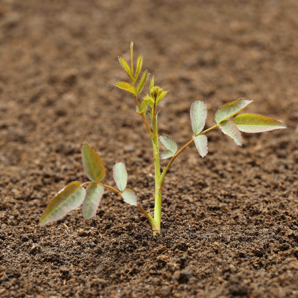 Dandy’s Bloom & Root® Rose Blend Topsoil