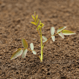 Dandy’s Bloom & Root® Rose Blend Topsoil