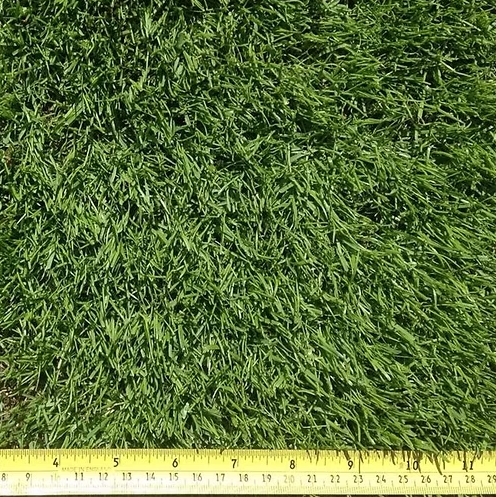 TurfStore All American Dark Green Lawn Grass Seed Mix