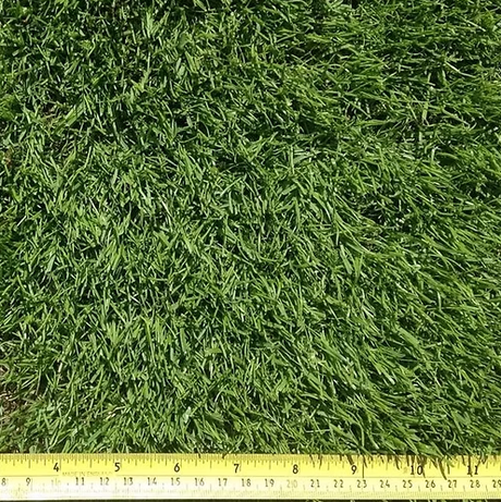 TurfStore All American Dark Green Lawn Grass Seed Mix