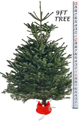 Bertie Christmas Tree Stand with Water Reservoir | Etree