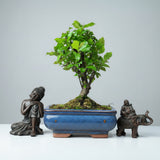 Yorkshire Bonsai Bird Plum Sageretia Tree Pot Broom Style - 15cm