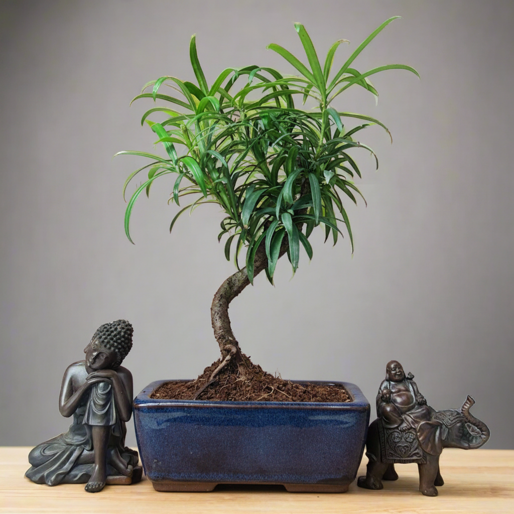 Yorkshire Bonsai Buddhist Pine Bonsai Tree Pot Indoor - 15cm
