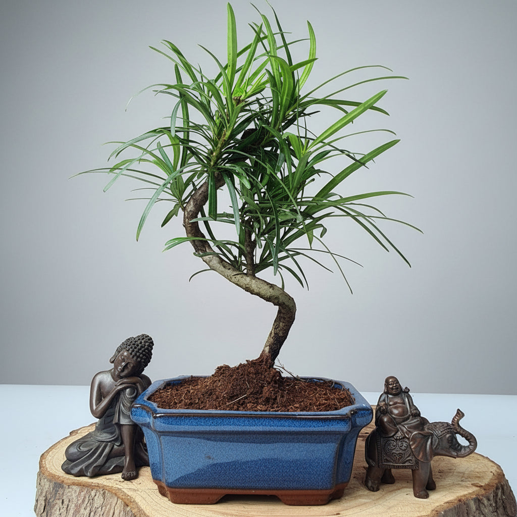 Yorkshire Bonsai Buddhist Pine Bonsai Tree Pot Indoor - 15cm