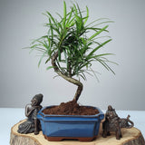 Yorkshire Bonsai Buddhist Pine Bonsai Tree Pot Indoor - 15cm