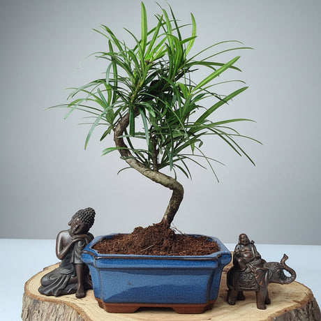 Yorkshire Bonsai Buddhist Pine Bonsai Tree Pot Indoor - 15cm