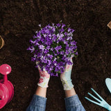 Dandy’s Multi‑Purpose Welsh Compost