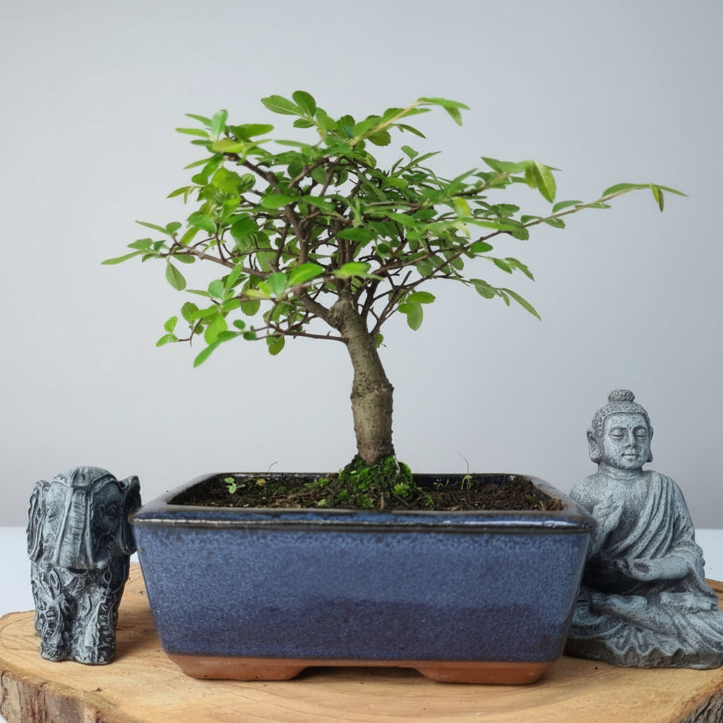 Yorkshire Bonsai Chinese Elm Bonsai – Ulmus parvifolia in 15cm Pot
