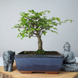 Yorkshire Bonsai Chinese Elm Bonsai – Ulmus parvifolia in 15cm Pot