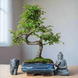 Yorkshire Bonsai Chinese Elm Bonsai Tree 15cm Pot