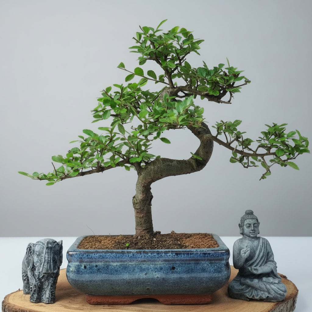 Yorkshire Bonsai Chinese Elm Bonsai Tree 20cm Pot