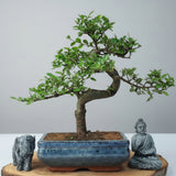 Yorkshire Bonsai Chinese Elm Bonsai Tree 20cm Pot