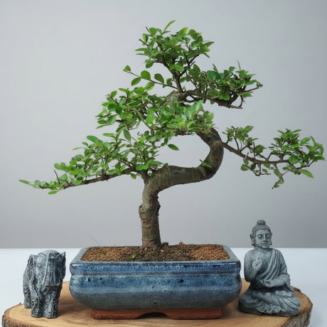 Yorkshire Bonsai Chinese Elm Bonsai Tree 20cm Pot