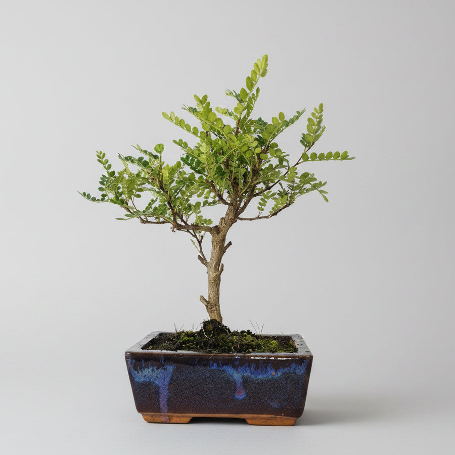 Yorkshire Bonsai Chinese Pepper Bonsai Tree Pot Broom Style - 15cm
