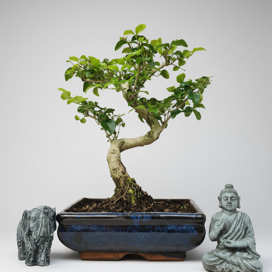Yorkshire Bonsai Chinese Privet Bonsai Tree Pot - 20cm