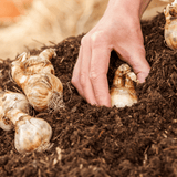 Dandy’s AutumnMix Compost Garden Mulch