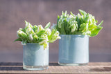 Lowlands Design C1 Glass Candleholder