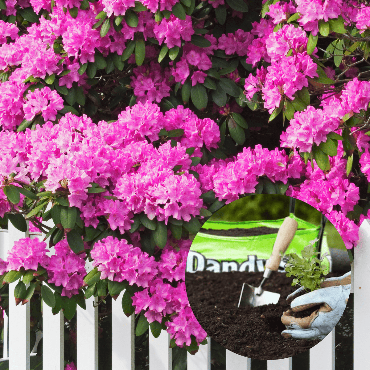 Dandy's Ericaceous Welsh Topsoil for Acid-Loving Plants