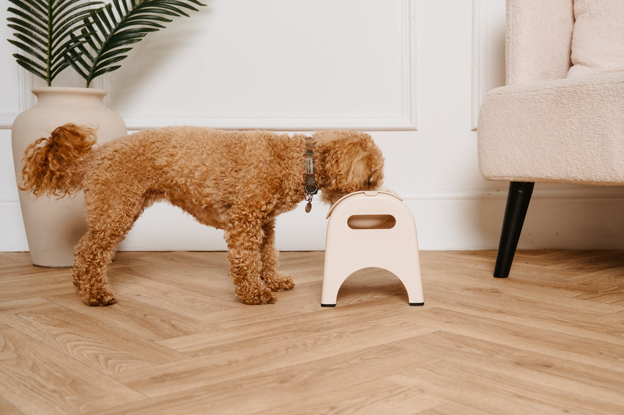 EasyEat Slow Feeder Bowl for Dogs