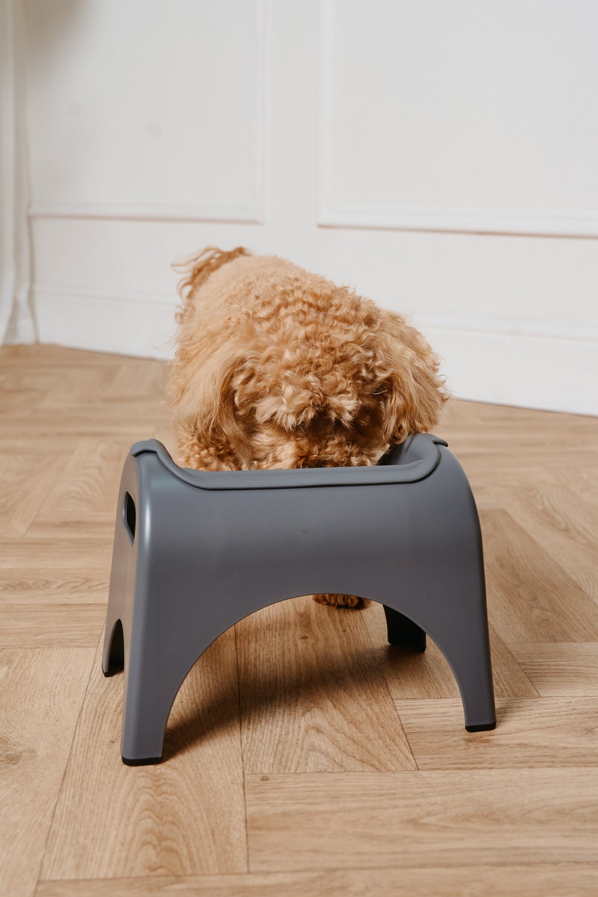 EasyEat Slow Feeding Bowl for Dogs & Cats