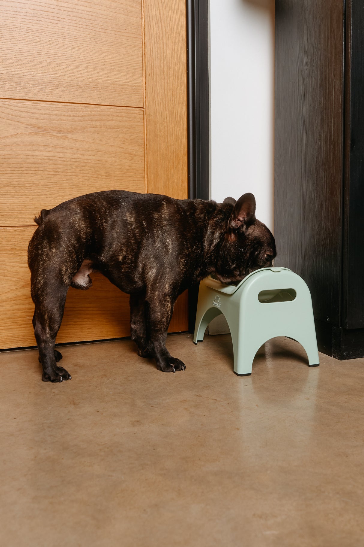 EasyEat Slow Feeder 5 Pet Bowl for Dogs & Cats