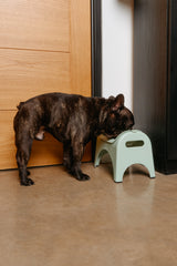 EasyEat 2.0 Elevated Pet Feeder - Sage Green