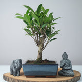 Yorkshire Bonsai Ficus Microcarpa Banyan Fig Indoor Bonsai Tree - 15cm