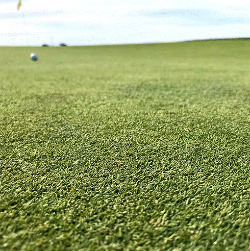 TurfStore HG2 Creeping Bent Grass Seed Mix