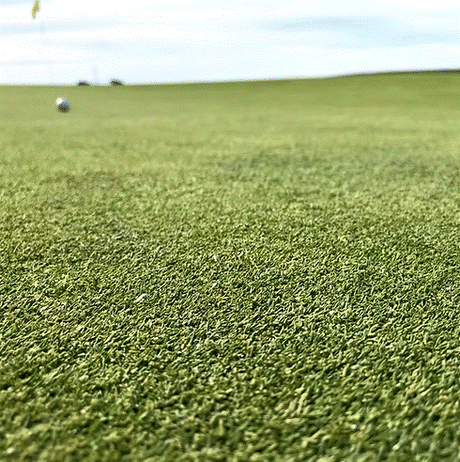 TurfStore HG2 Creeping Bent Grass Seed Mix