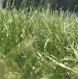 TurfStore HL10 Heathland Grass Seed Mix for Acidic & Peat Soils