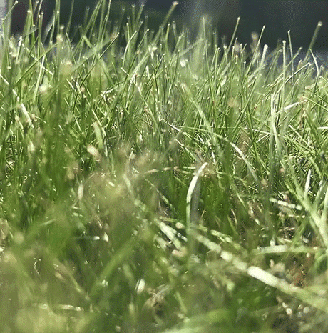TurfStore HL10 Heathland Grass Seed Mix for Acidic & Peat Soils