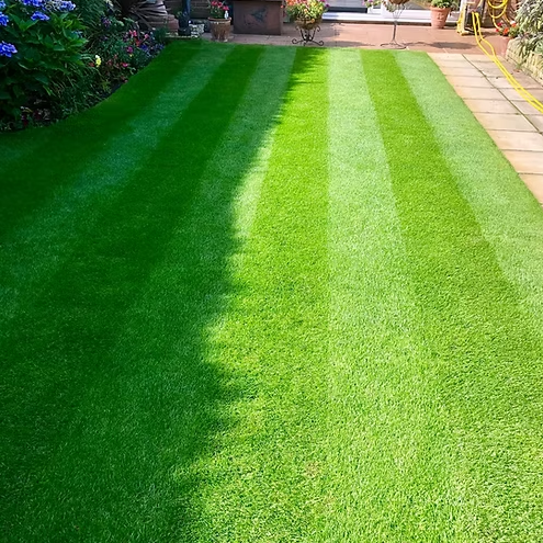 TurfStore Deluxe Fine Turf Roll - 1m²