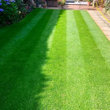 TurfStore HM Four Seasons Grass Seed Mix for Cold Growing Luxury Lawns