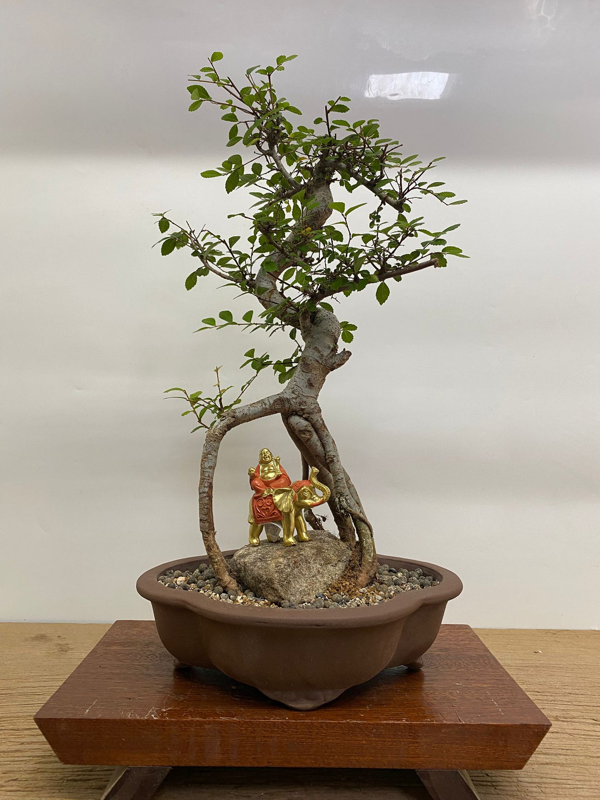 Yorkshire Bonsai Chinese Elm Bonsai Tree 26cm Pot Gift