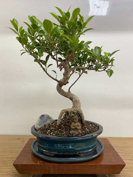 Yorkshire Bonsai Ficus Microcarpa Bonsai Tree Indoor Bundle - 26cm