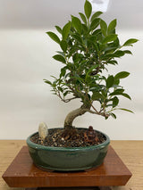 Yorkshire Bonsai Ficus Microcarpa Bonsai Tree Indoor Bundle - 26cm