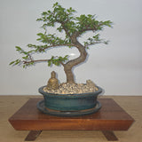 Yorkshire Bonsai Premium Chinese Elm Bonsai Tree Bundle - 20cm