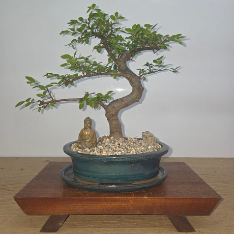 Yorkshire Bonsai Premium Chinese Elm Bonsai Tree Bundle - 20cm