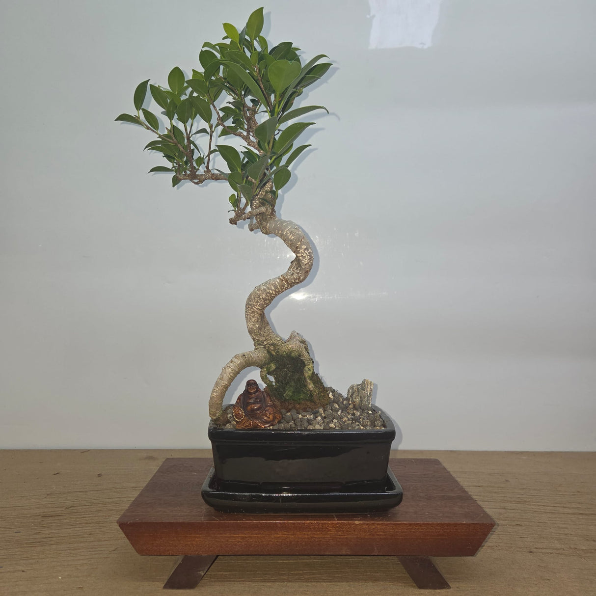 Yorkshire Bonsai Ficus Microcarpa Indoor Bonsai Tree Bundle - 20cm