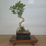 Yorkshire Bonsai Ficus Microcarpa Indoor Bonsai Tree Bundle - 20cm