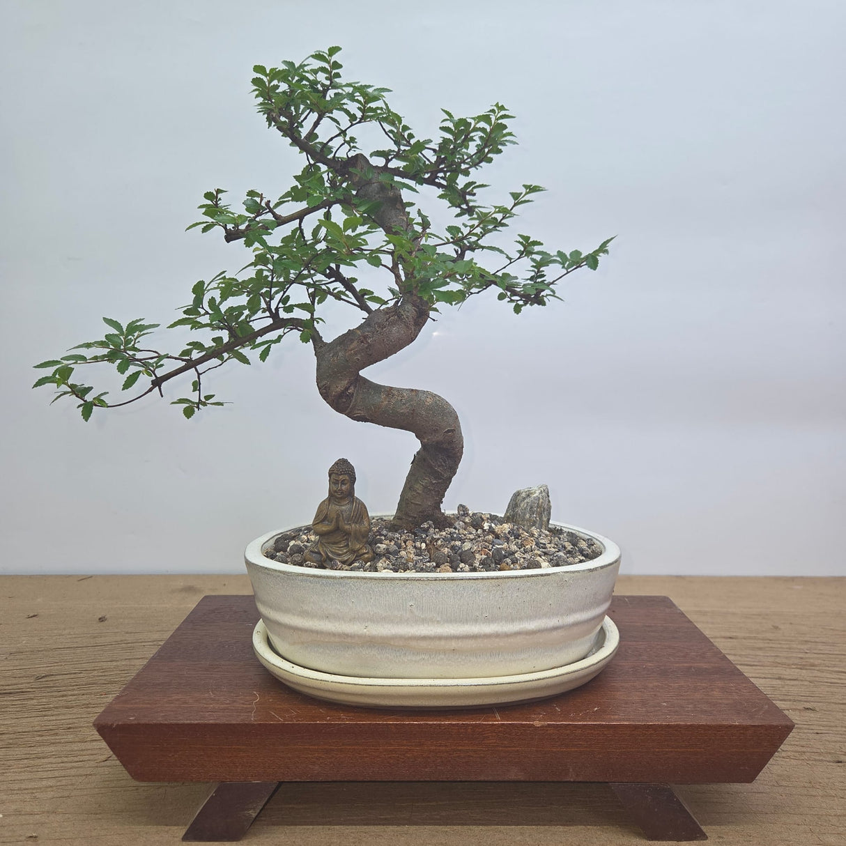 Yorkshire Bonsai Premium Chinese Elm Bonsai Tree Bundle - 20cm