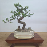 Yorkshire Bonsai Premium Chinese Elm Bonsai Tree Bundle - 20cm