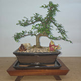 Yorkshire Bonsai Chinese Elm Bonsai Tree Pot Premium Bundle - 26cm