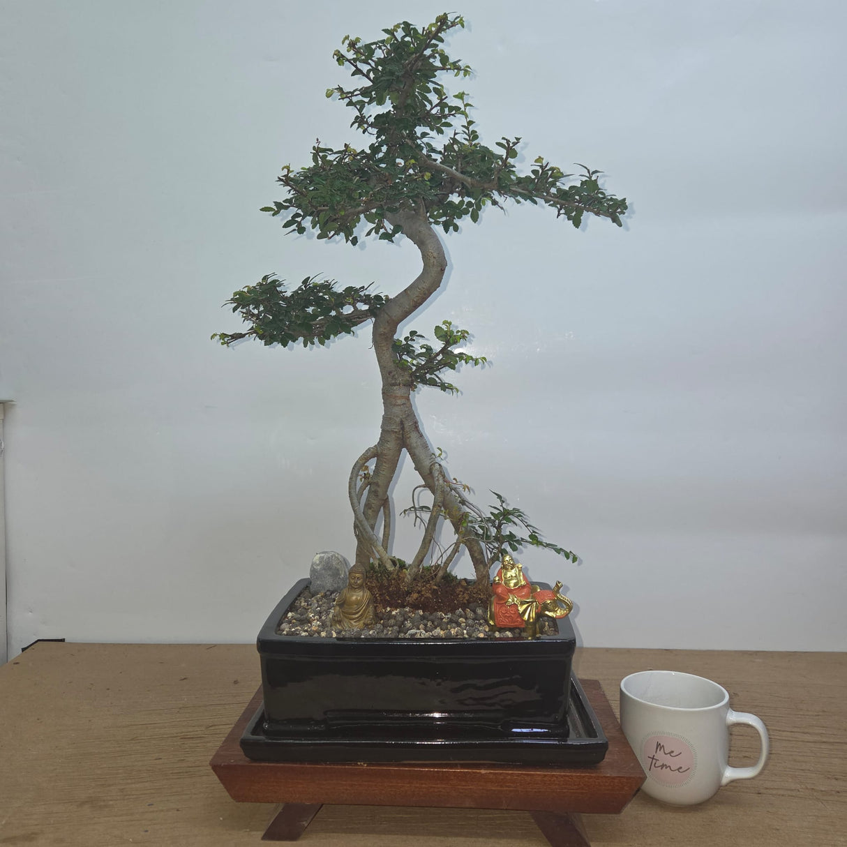 Yorkshire Bonsai Chinese Elm Bonsai Tree Pot Premium Bundle - 26cm