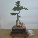 Yorkshire Bonsai Chinese Elm Bonsai Tree Pot Premium Bundle - 26cm